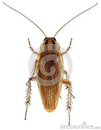 German cockroach Stock Photo