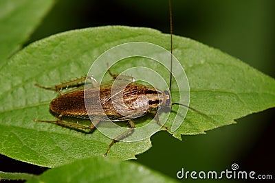 German cockroach on a Hackberry leaf Stock Photo