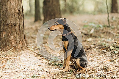 German dog jagdterrier sitting in the forest. Stock Photo