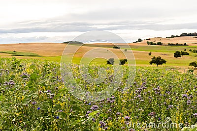Rural German flower field in summer Stock Photo