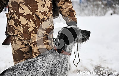 German hunting dog Stock Photo