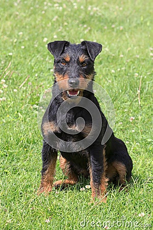 German Hunting Terrier Stock Photo