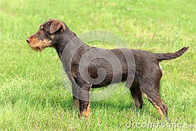 German Hunting Terrier Stock Photo