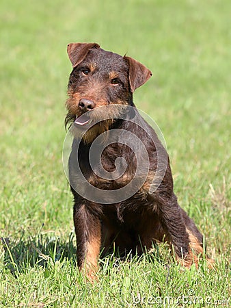 German Hunting Terrier in the spring garden Stock Photo