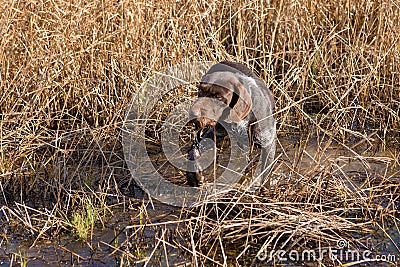 German hunting watchdog drathaar, Beautiful dog portrait Stock Photo