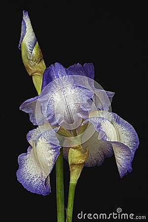 German iris flower Stock Photo