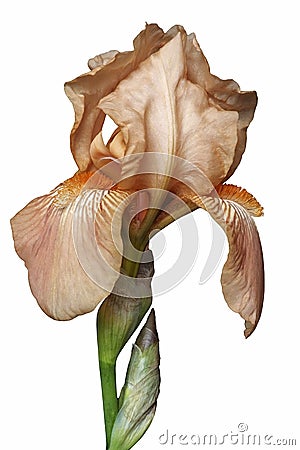 German iris flower Stock Photo