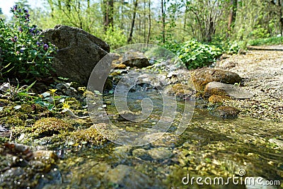 German Ostrich FernThe yolk flowers Stock Photo