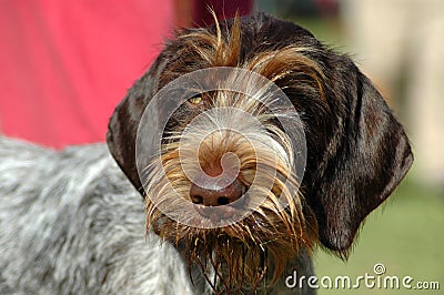 German Pointer Stock Photo