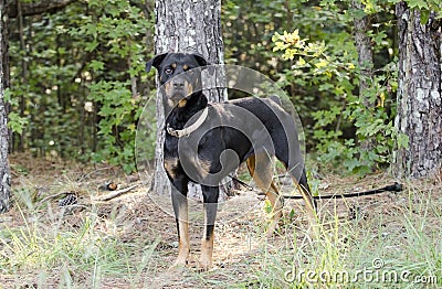 German Rottweiler dog Stock Photo