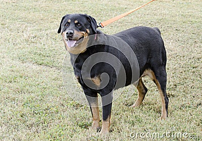 German Rottweiler dog Stock Photo