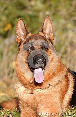 German Sheepdog Stock Photo