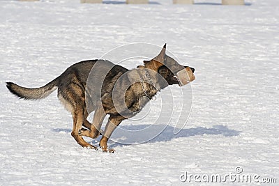 German Sheepdog running with aport Stock Photo