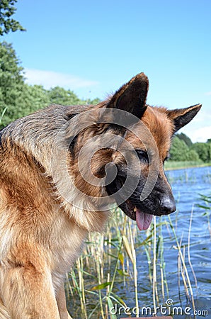 German sheepherd near to lake Stock Photo