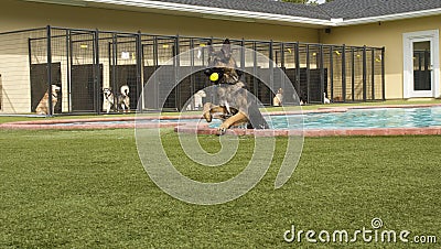 German shepard coming out of poos at doggie daycare with other d Stock Photo