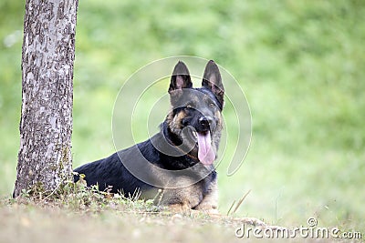 German Shepard dog lay outside under tree Stock Photo