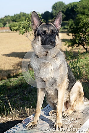 German shepard Stock Photo