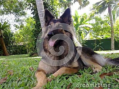 German shepard Dog in sri lanka Stock Photo