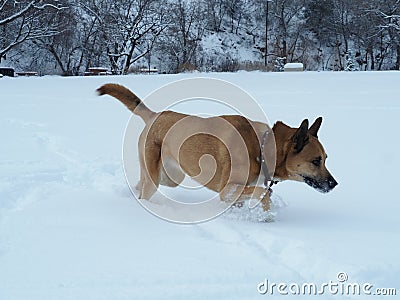 German Shepard and Malamute Dog Sniffing in the Snow and Hunting Animals Stock Photo