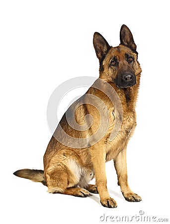 German shepard on white Stock Photo