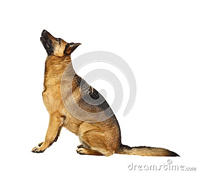 German shepard on white Stock Photo