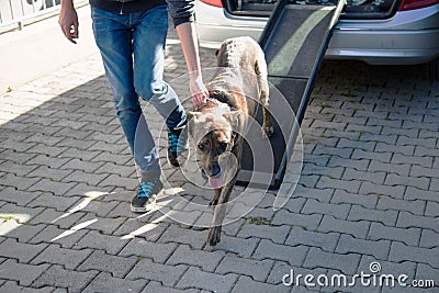 German sheperd mix , Dog exercise to get into the car with the car ramp Stock Photo