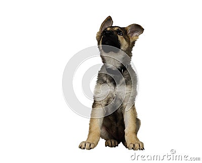German Sheperd Puppy Stock Photo