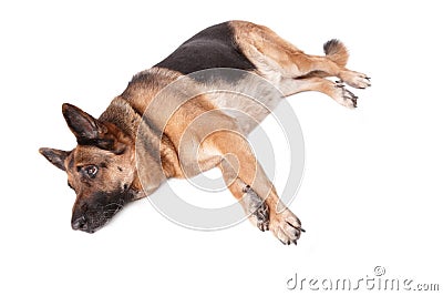 German shephard dog laying Stock Photo