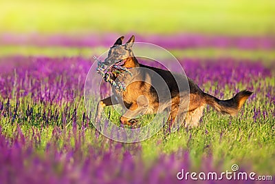 German shephard dog on salvia flowers Stock Photo