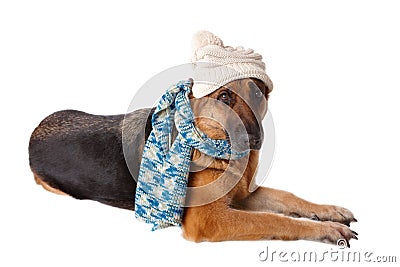 German shephard dog wearing hat and scarf Stock Photo