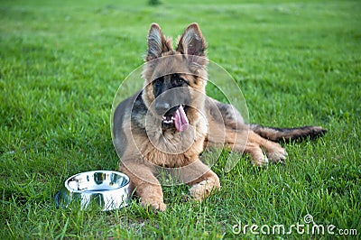 German Shephard Stock Photo