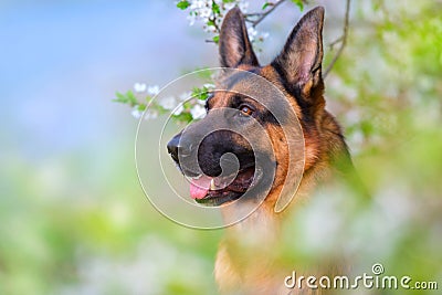 German shephard portrait Stock Photo