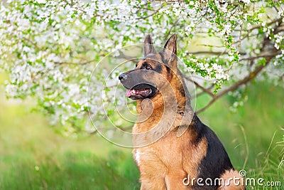 German shephard portrait Stock Photo