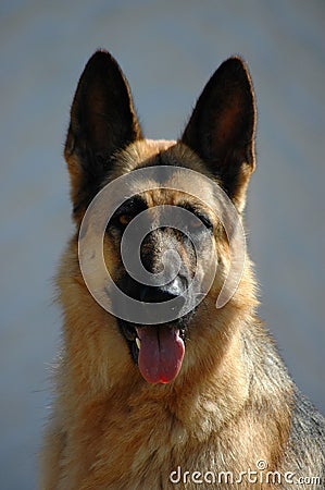 German Shepherd Stock Photo