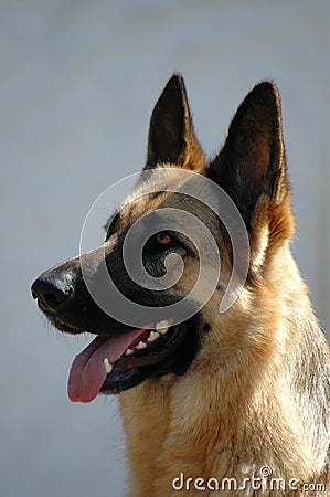 German Shepherd Stock Photo