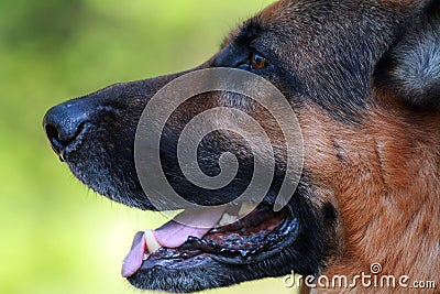 German shepherd Stock Photo