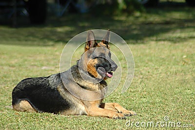 German Shepherd Stock Photo