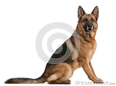 German Shepherd, 5 years old Stock Photo