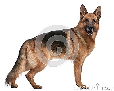 German Shepherd, 5 years old Stock Photo