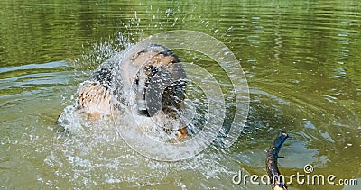 German Shepherd biting its tail in green lake water. Dog playing, chasing his tail. Then takes stick and leaves. Stock Photo