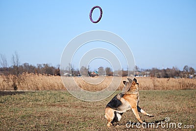 Charming beautiful thoroughbred dog in sports uniform. German shepherd black and red color is preparing to jump and catch blue toy Stock Photo