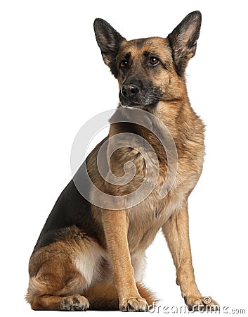 German Shepherd Dog, 10 years old, sitting Stock Photo