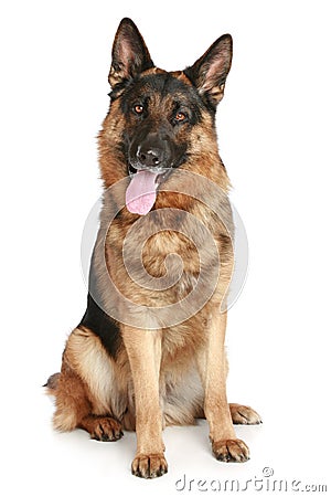 German Shepherd dog Stock Photo
