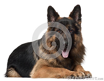 German Shepherd Dog, 2 years old, lying Stock Photo