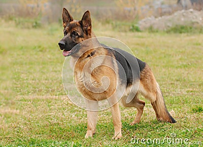 German shepherd dog Stock Photo