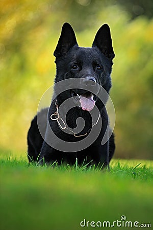 German Shepherd Dog, is a breed of large-sized working dog that originated in Germany, sitting in the green grass with nature back Stock Photo