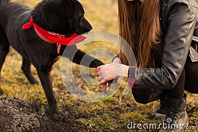 German Shepherd dog Brovko Vivchar walking in field with his mistress Stock Photo