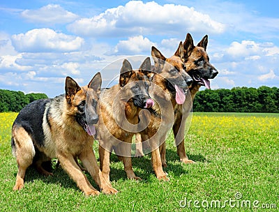 German Shepherd dog Stock Photo