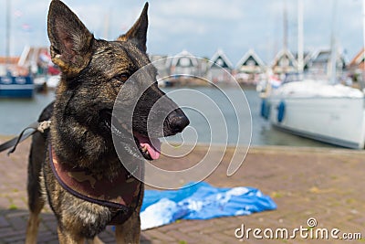 German shepherd dog Stock Photo