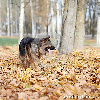 German shepherd dog composition Stock Photo